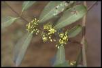 leaf and flower